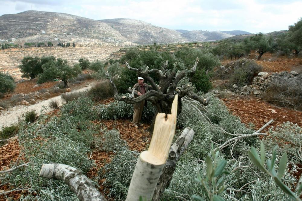 Pemukim Israel Cabut Puluhan Pohon Zaitun di Ramallah