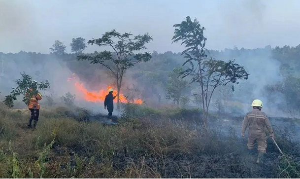 Karhutla di Kepulauan Riau, Delapan Hektare Terbakar