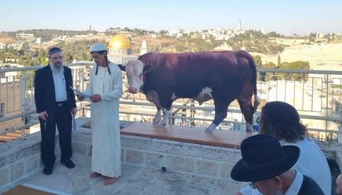 Ekstrimis Yahudi Lakukan Ritual Penyembelihan Sapi Merah di Masjid Al-Aqsa (foto: Quds Press)